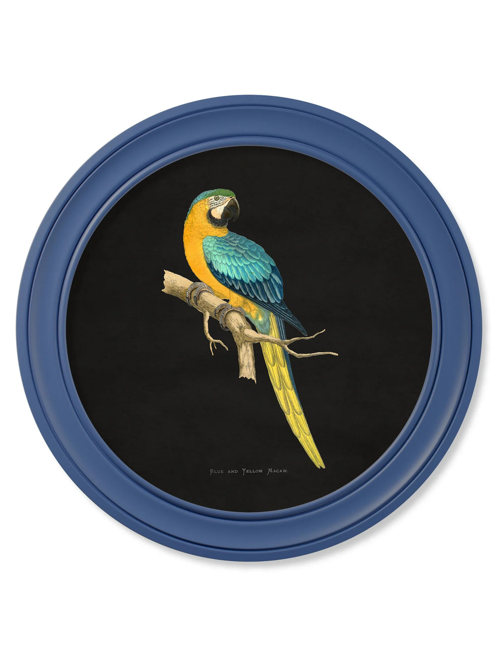 C.1884 Collection of Macaws in Round Frames Blue *NEW* - TheArtistsQuarter