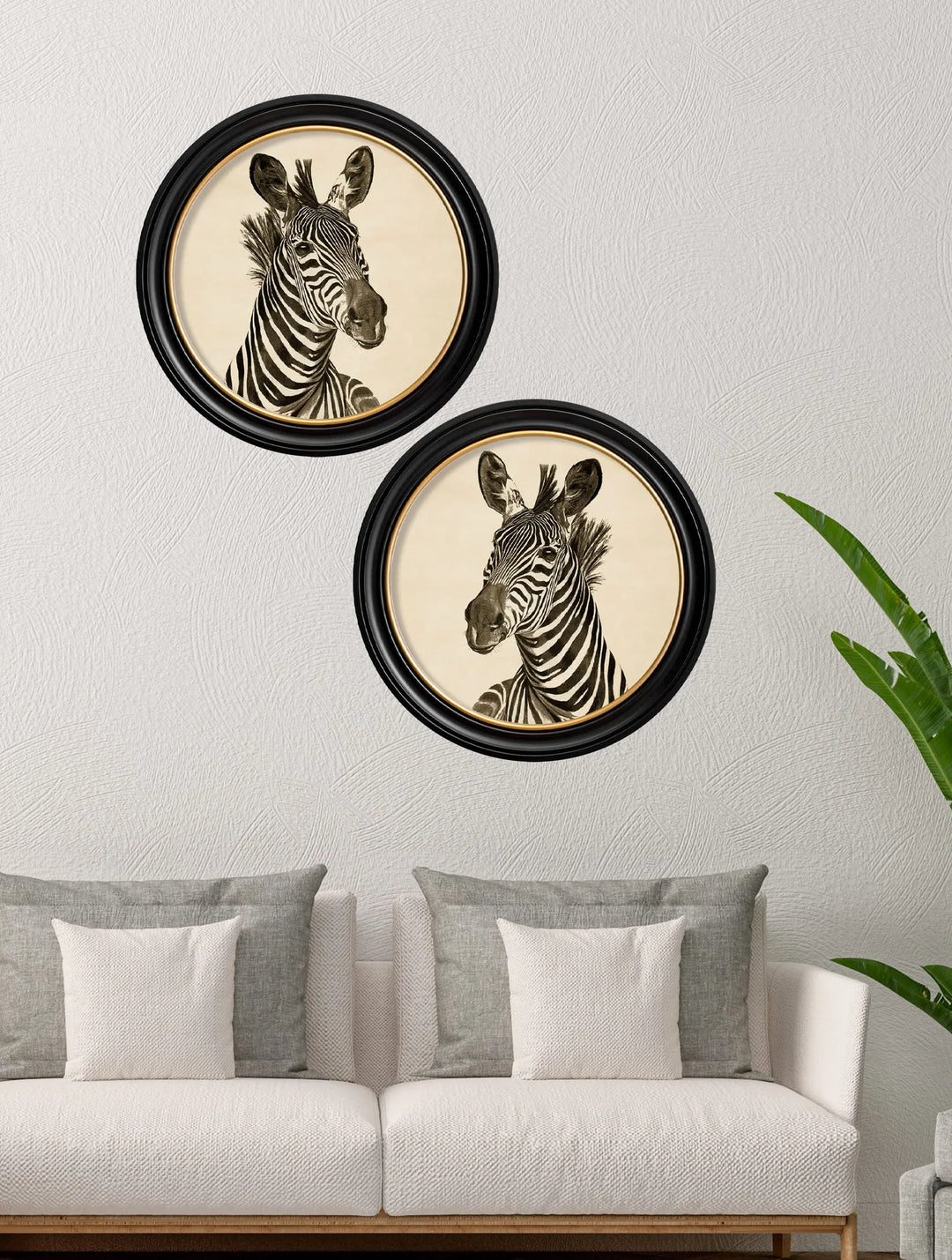 c1890 Zebra Illustrations in Round Frame