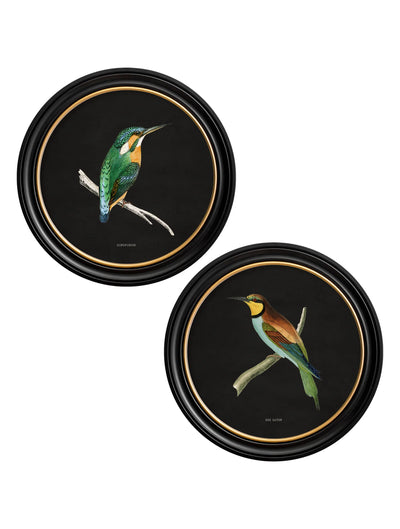 C.1870 KINGFISHER AND BEE EATER - TheArtistsQuarter