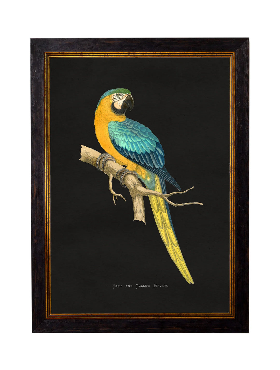 c.1884 Macaws - TheArtistsQuarter