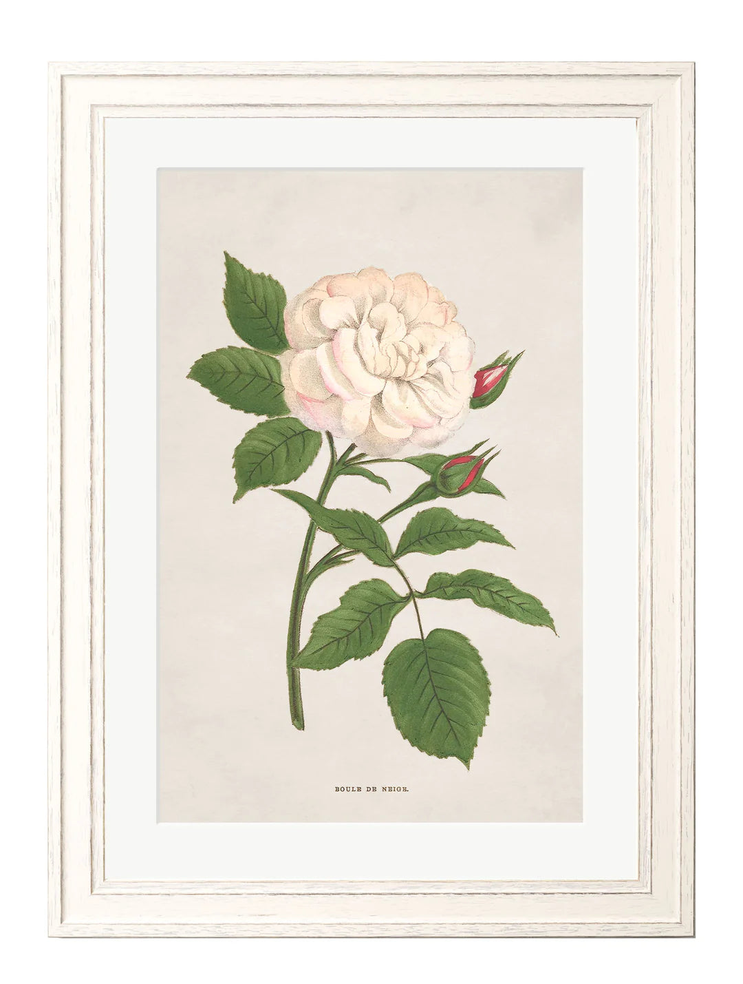 Rose Floral Illustrations - TheArtistsQuarter