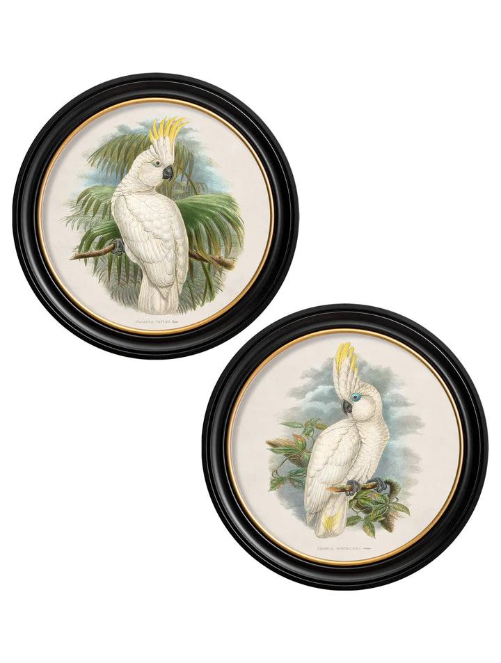 c.1875 Cockatoos In Round Frames - TheArtistsQuarter