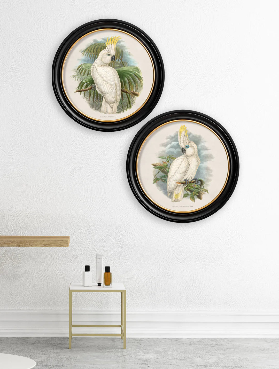 c.1875 Cockatoos In Round Frames - TheArtistsQuarter