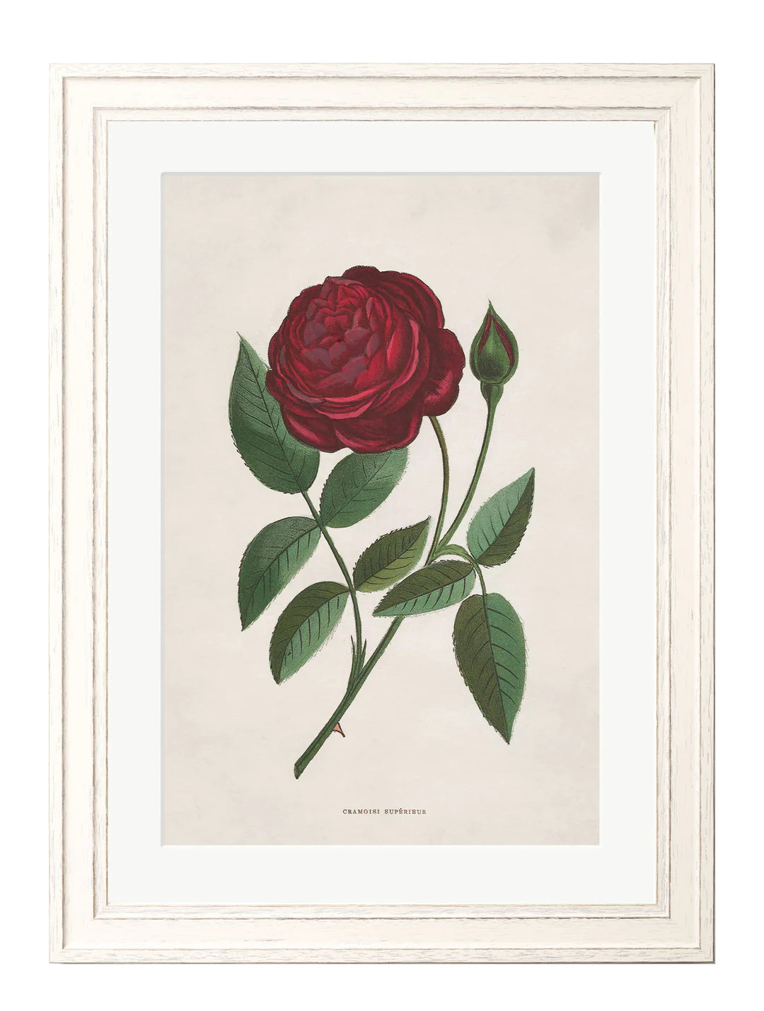 Rose Floral Illustrations - TheArtistsQuarter
