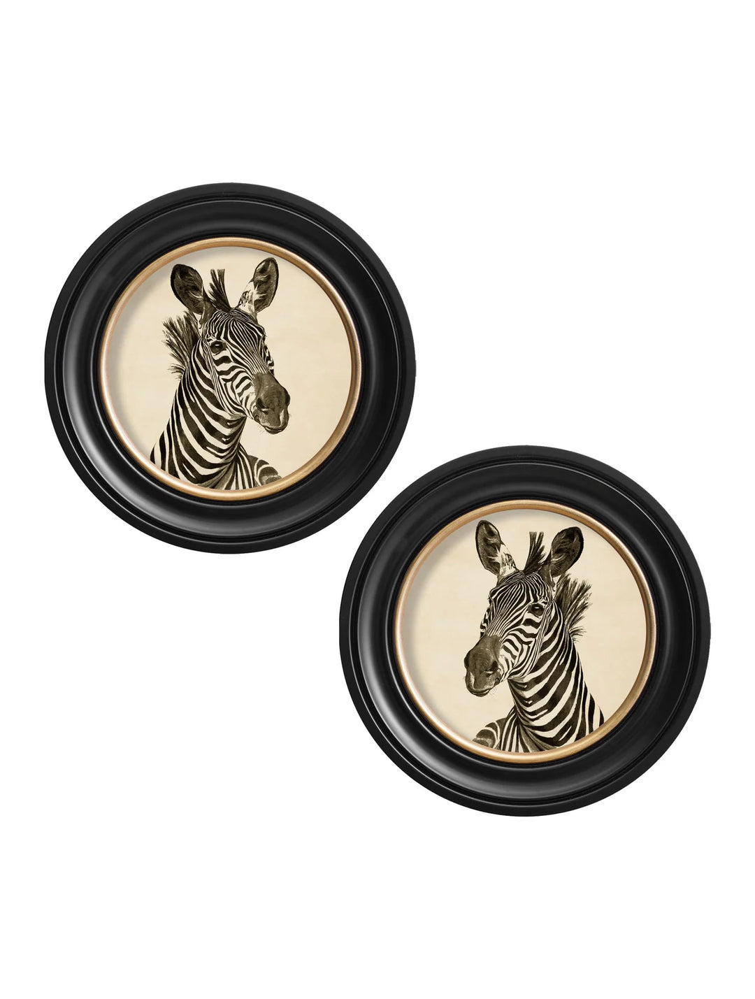 c1890 Zebra Illustrations in Round Frame