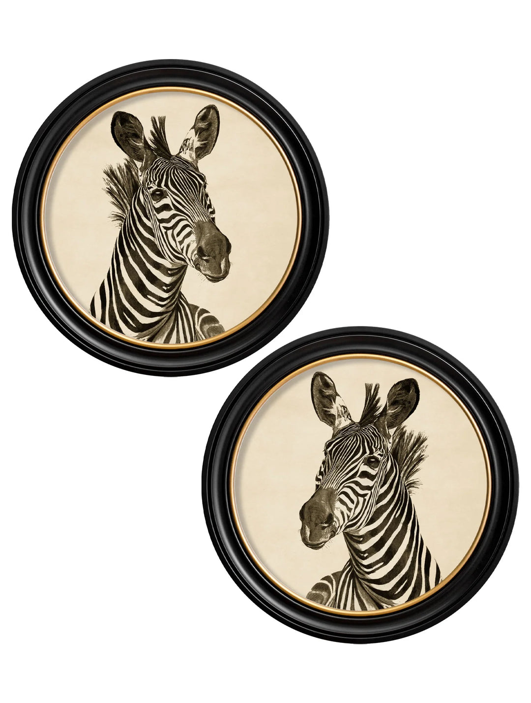 c1890 Zebra Illustrations in Round Frame