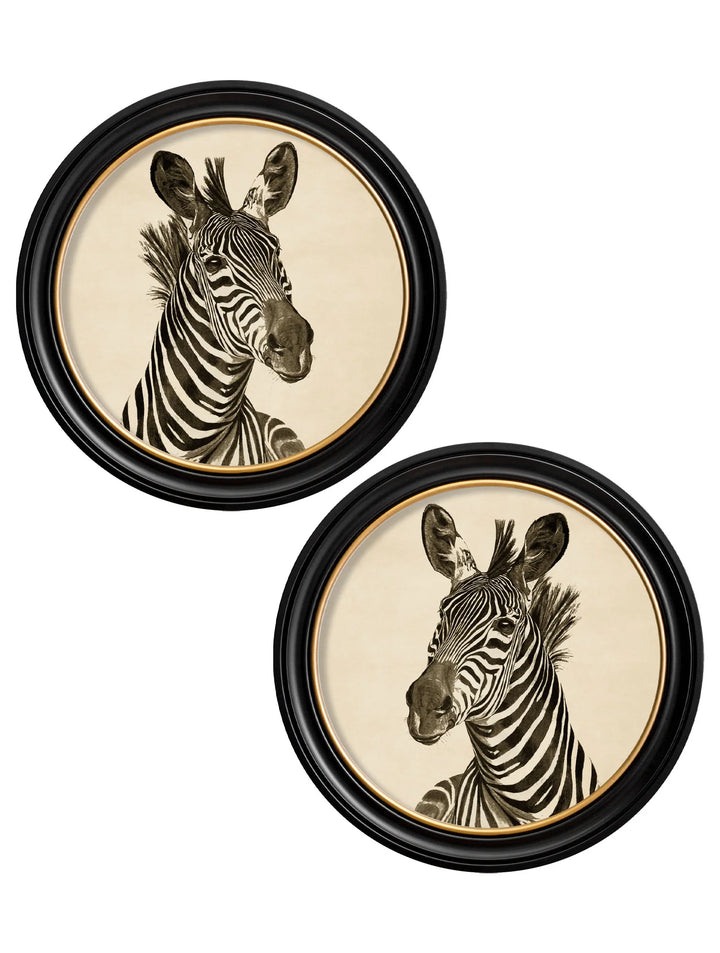 c1890 Zebra Illustrations in Round Frame