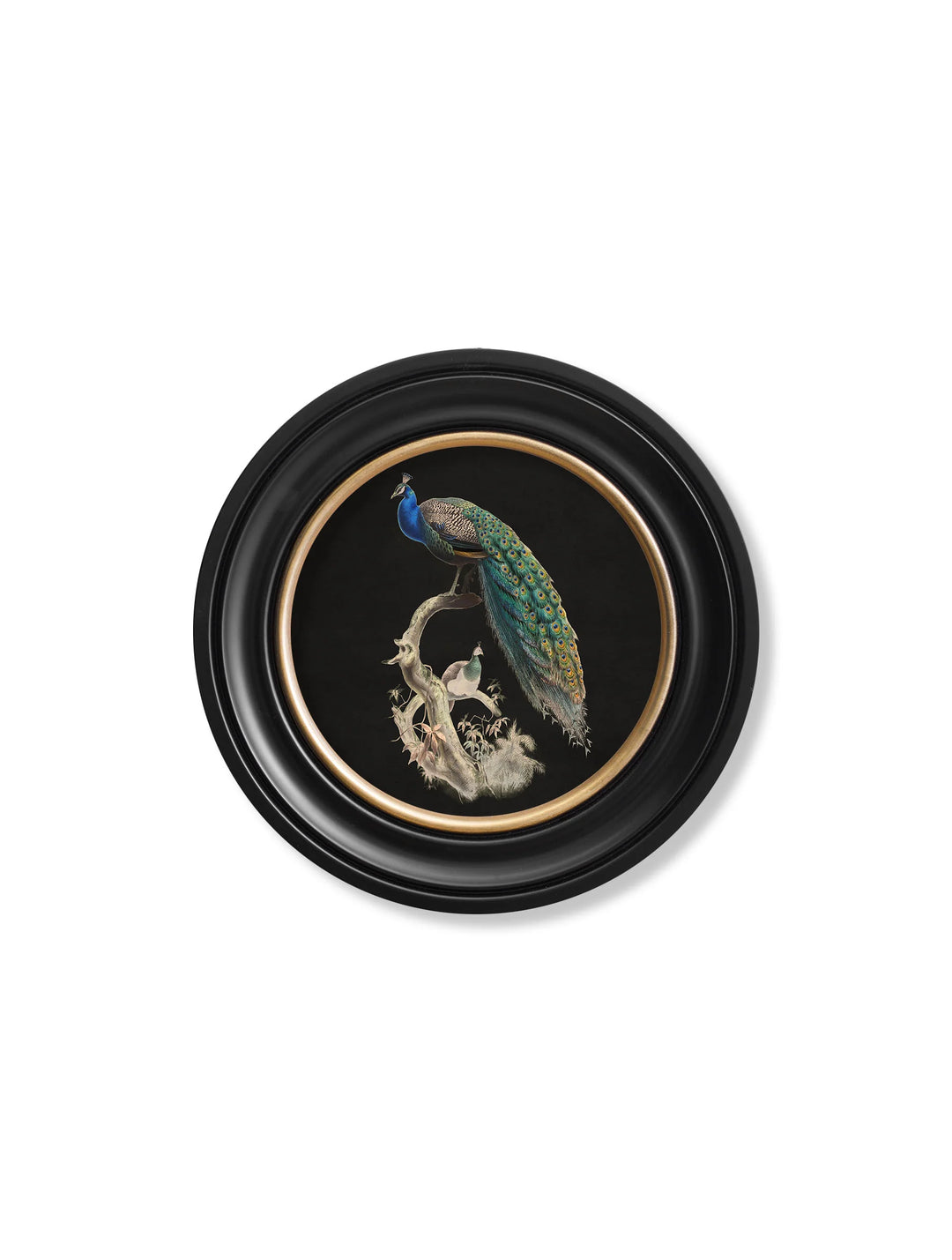 c.1847 Peacock in Round Frame - TheArtistsQuarter
