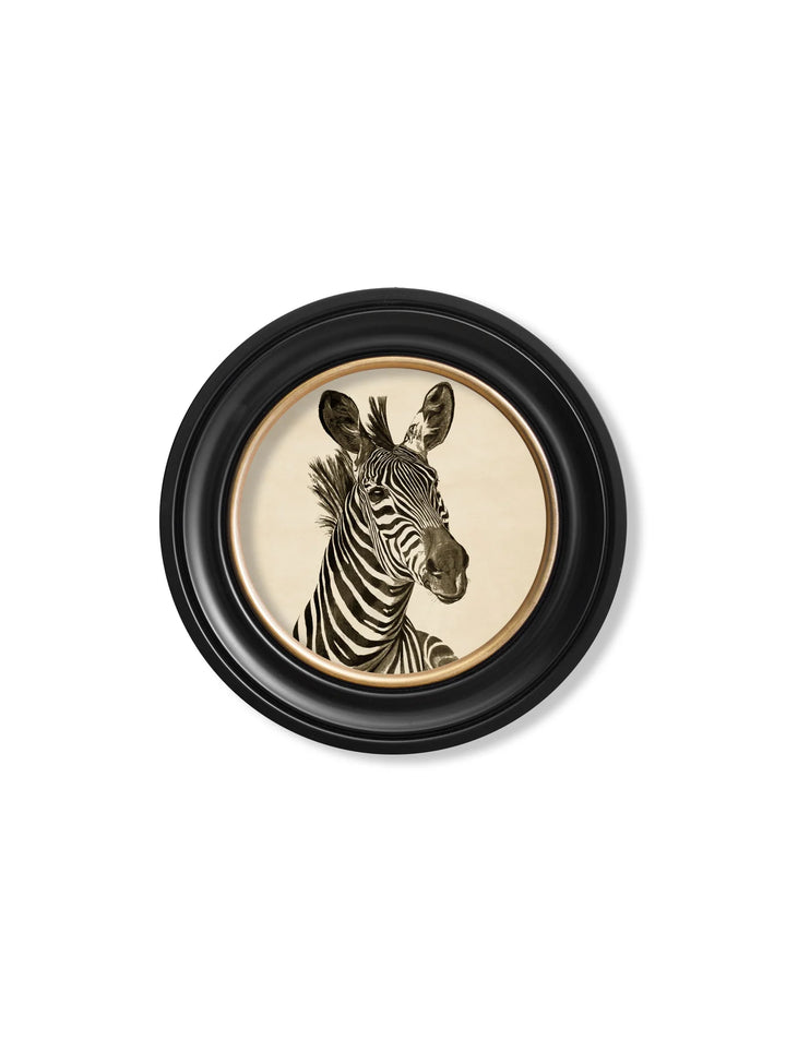 c1890 Zebra Illustrations in Round Frame