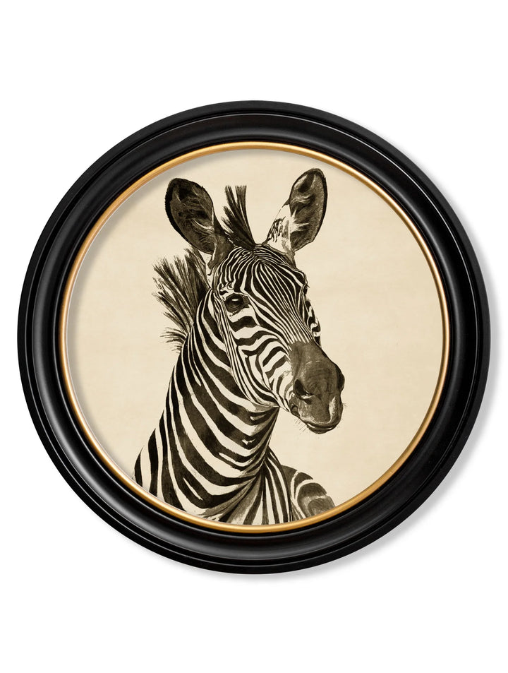 c1890 Zebra Illustrations in Round Frame