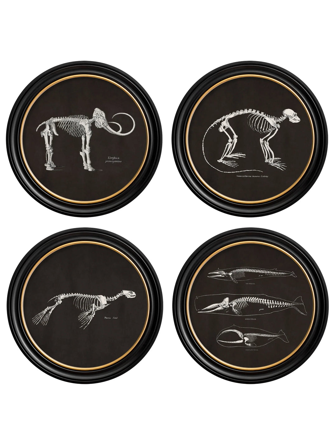 c.1870 Anatomical Skeletons - Dark - Round Frames - TheArtistsQuarter