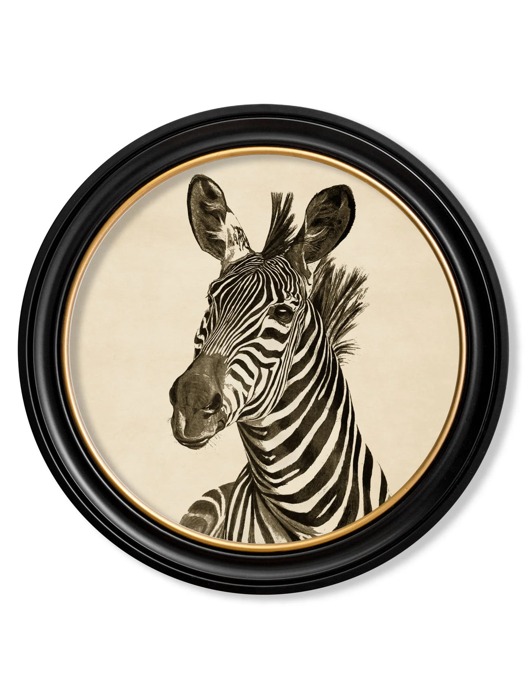 c1890 Zebra Illustrations in Round Frame