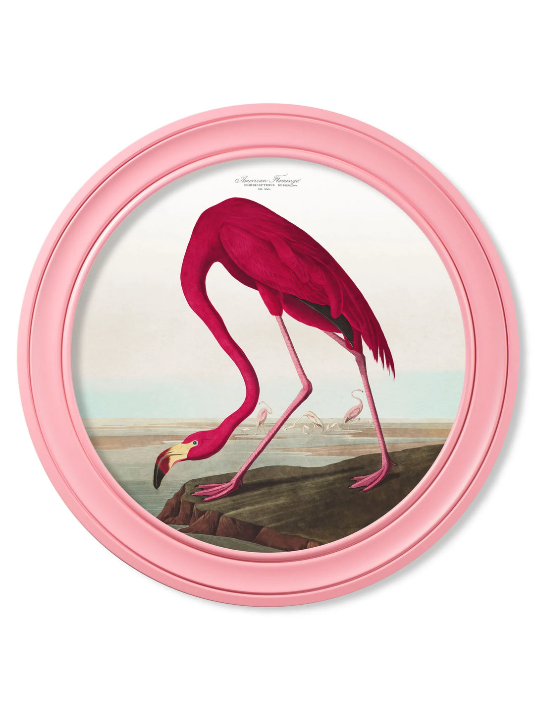 c.1838 Audubon's Flamingo in Pink Frame *NEW* - TheArtistsQuarter