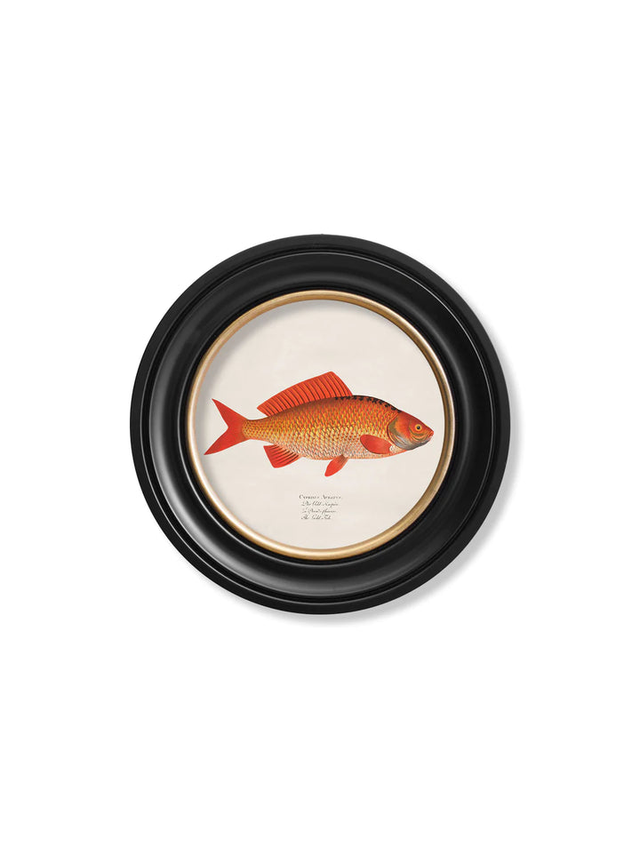 c.1785 Goldfish and Golden Orfe - Round Frame - TheArtistsQuarter