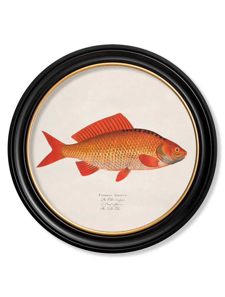 c.1785 Goldfish and Golden Orfe - Round Frame - TheArtistsQuarter