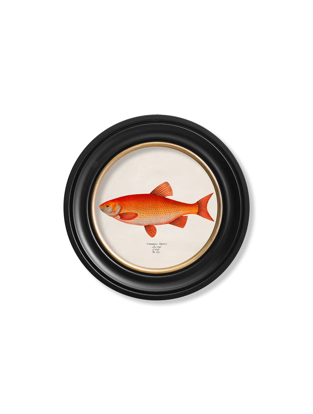 c.1785 Goldfish and Golden Orfe - Round Frame - TheArtistsQuarter