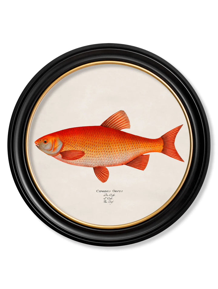 c.1785 Goldfish and Golden Orfe - Round Frame - TheArtistsQuarter