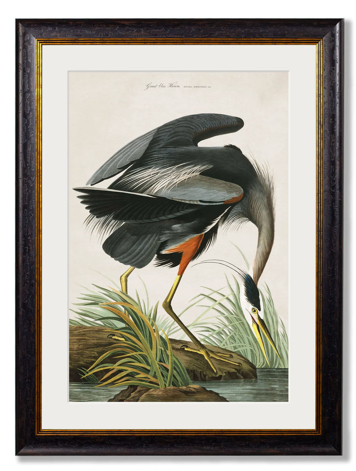 c.1838 Audubon's Great Blue Heron - TheArtistsQuarter