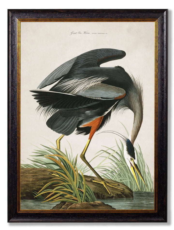 c.1838 Audubon's Great Blue Heron - TheArtistsQuarter