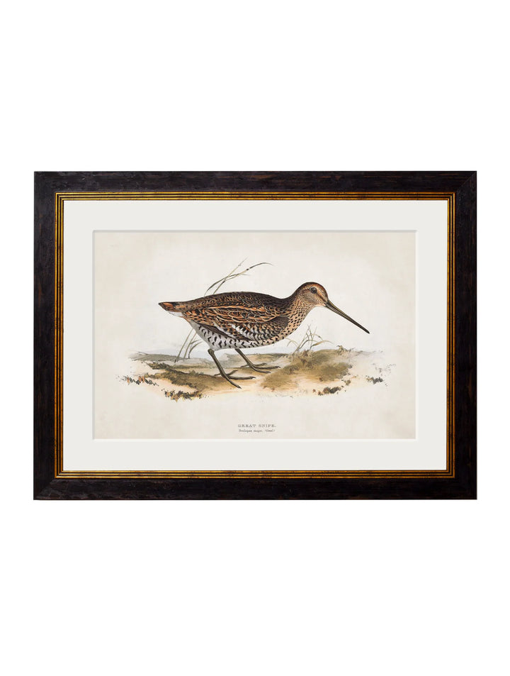 c.1837's British Game Birds - TheArtistsQuarter