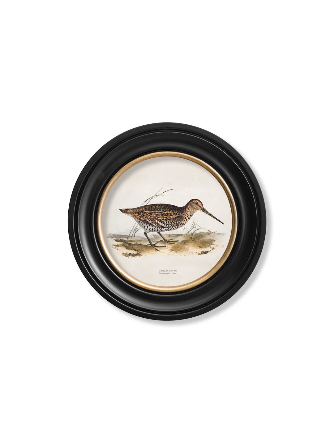 c.1837's British Game Birds - Round Frame - TheArtistsQuarter