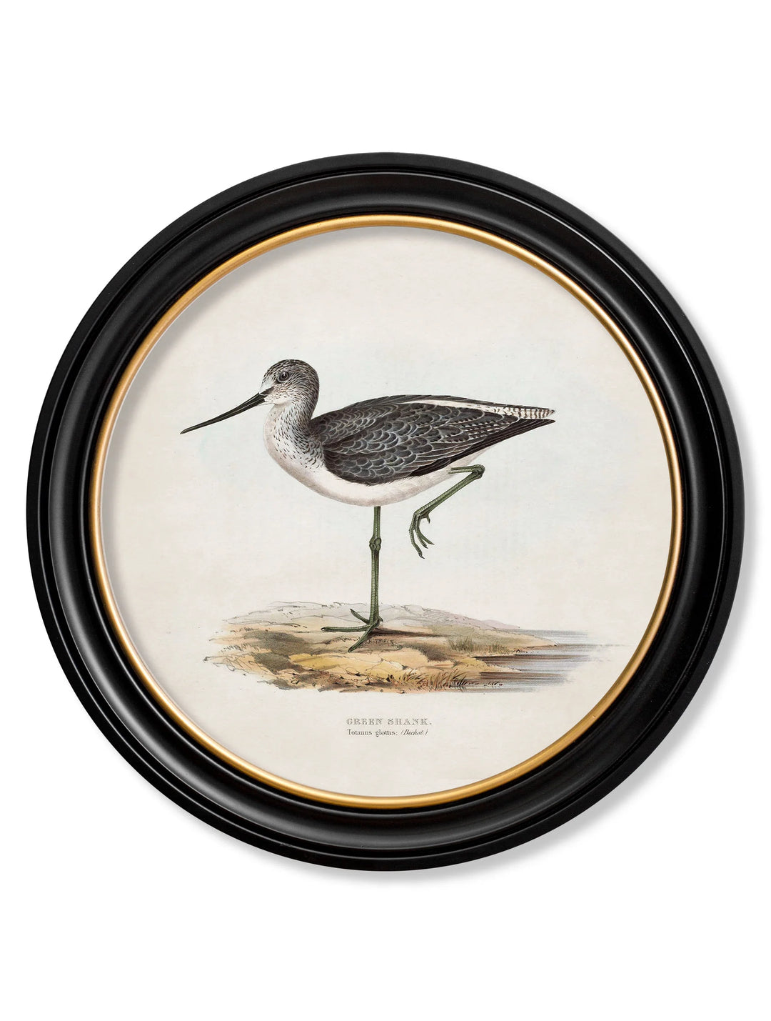 c.1837's British Coastal Birds - Round - TheArtistsQuarter