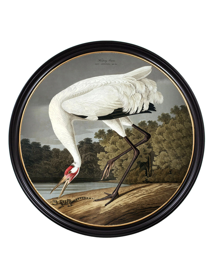 c.1838 Hooping Crane in Round Frame - TheArtistsQuarter