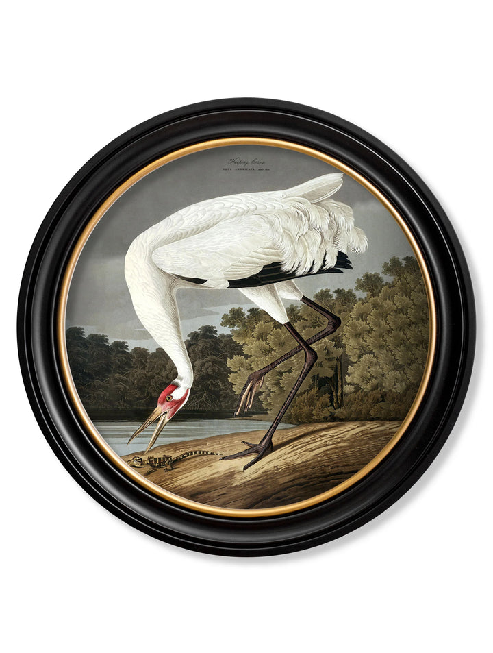 c.1838 Hooping Crane in Round Frame - TheArtistsQuarter