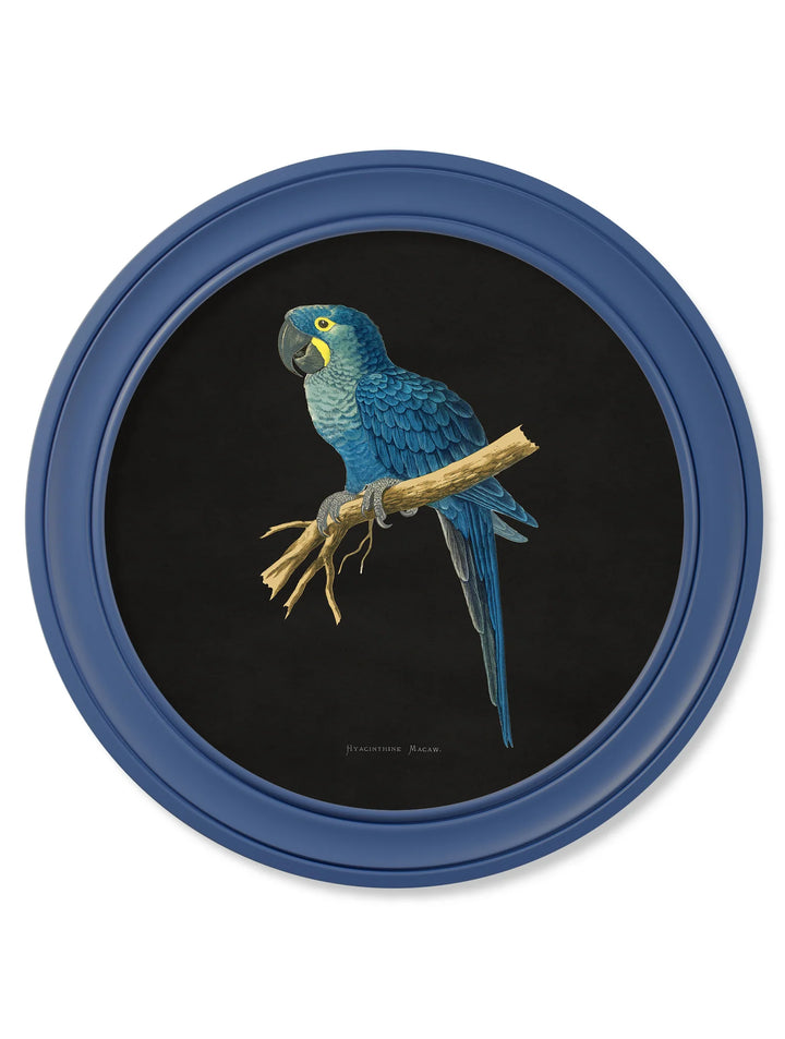 C.1884 Collection of Macaws in Round Frames Blue *NEW* - TheArtistsQuarter