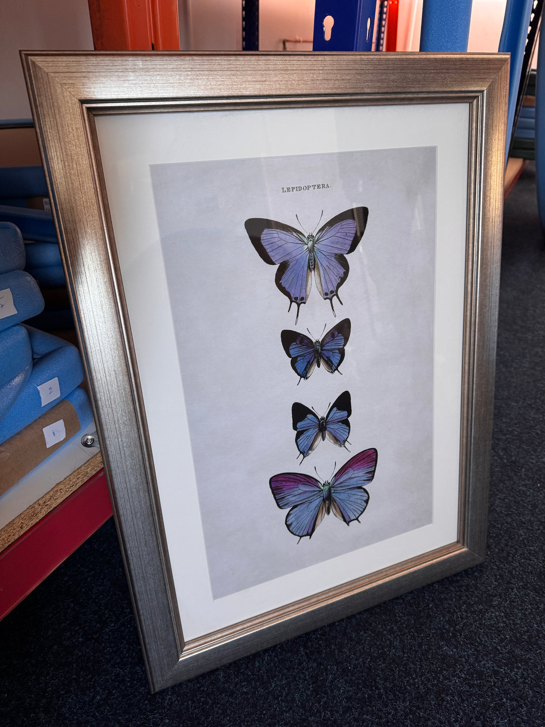 Studies Of Butterflies 1 (Cancelled Contract Order) - TheArtistsQuarter