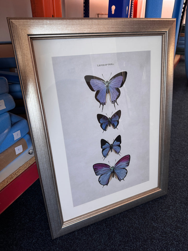 Studies Of Butterflies 1 (Cancelled Contract Order) - TheArtistsQuarter