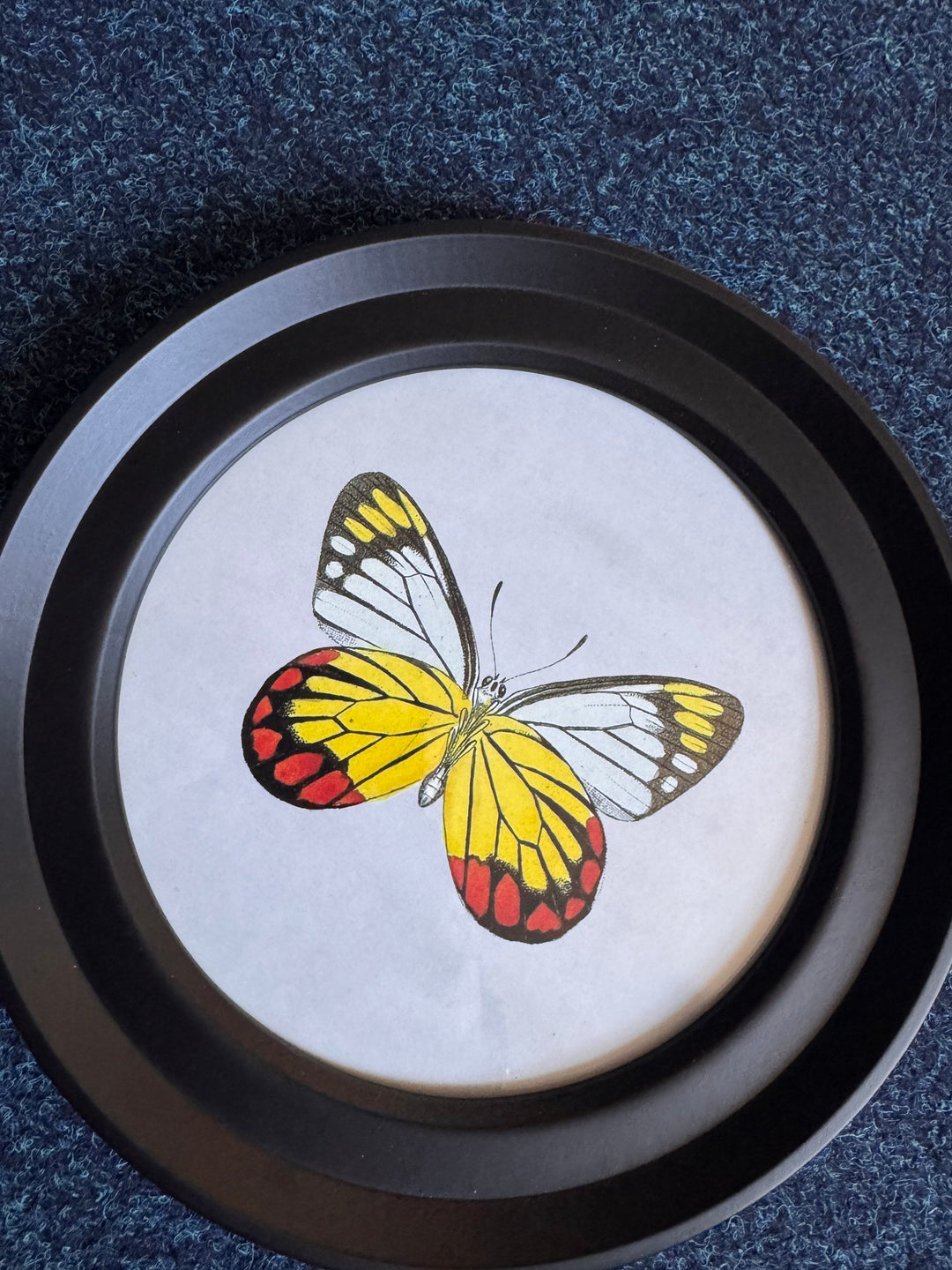 Butterflies In Round Frame H (Cancelled Order) - TheArtistsQuarter