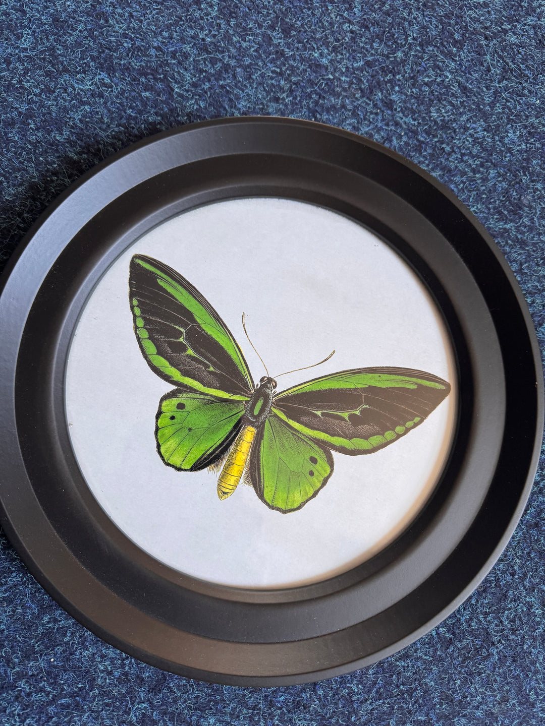 Butterflies In Round Frame I (Cancelled Order) (Copy) - TheArtistsQuarter