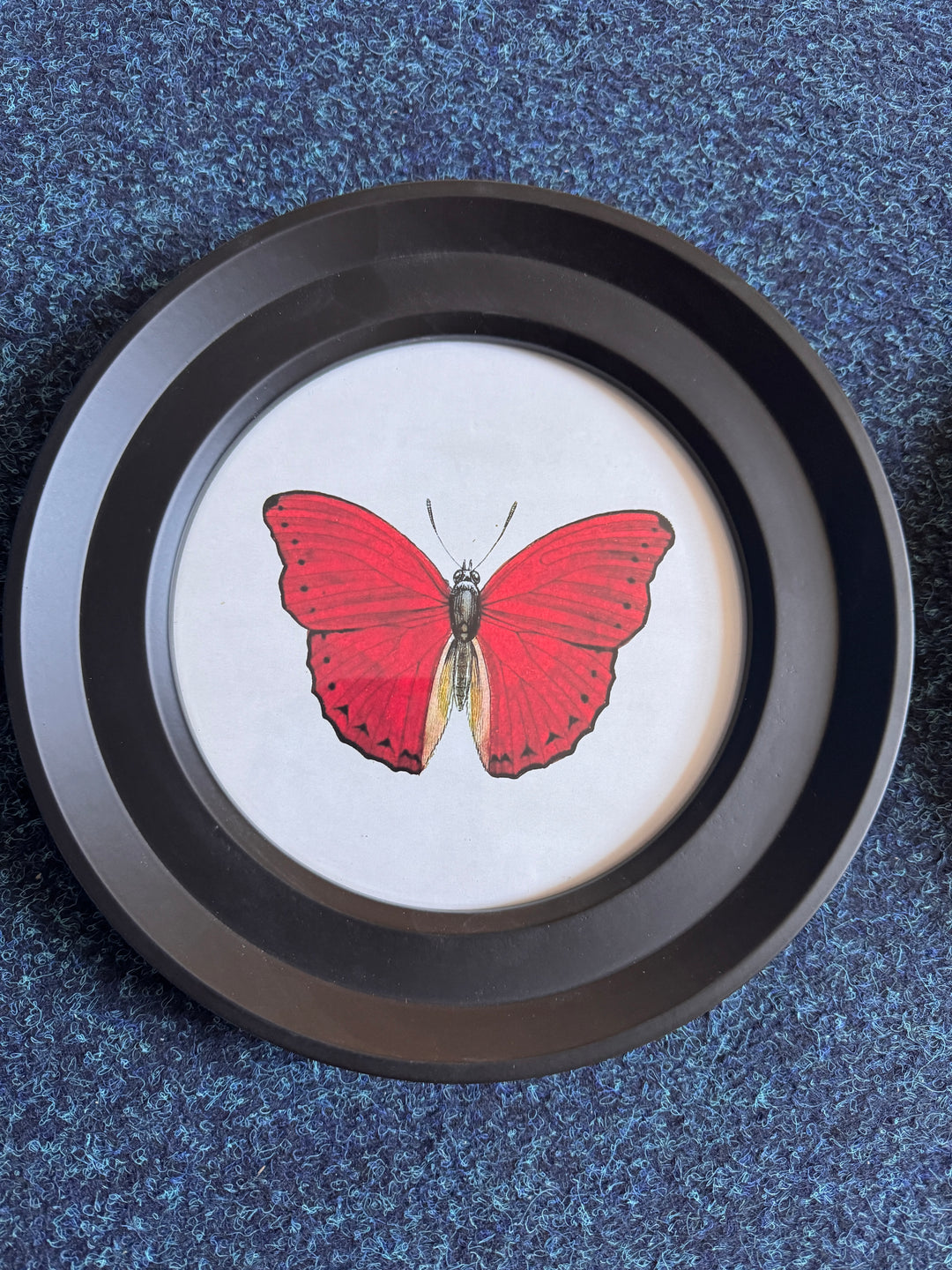 Butterflies In Round Frame AA (Cancelled Order) - TheArtistsQuarter