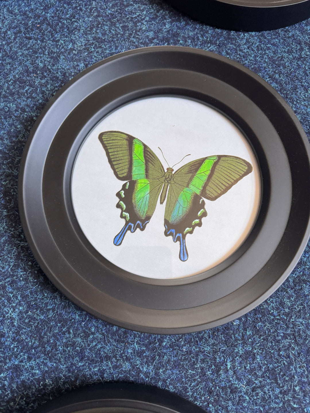 Butterflies In Round Frame DD (Cancelled Order) - TheArtistsQuarter