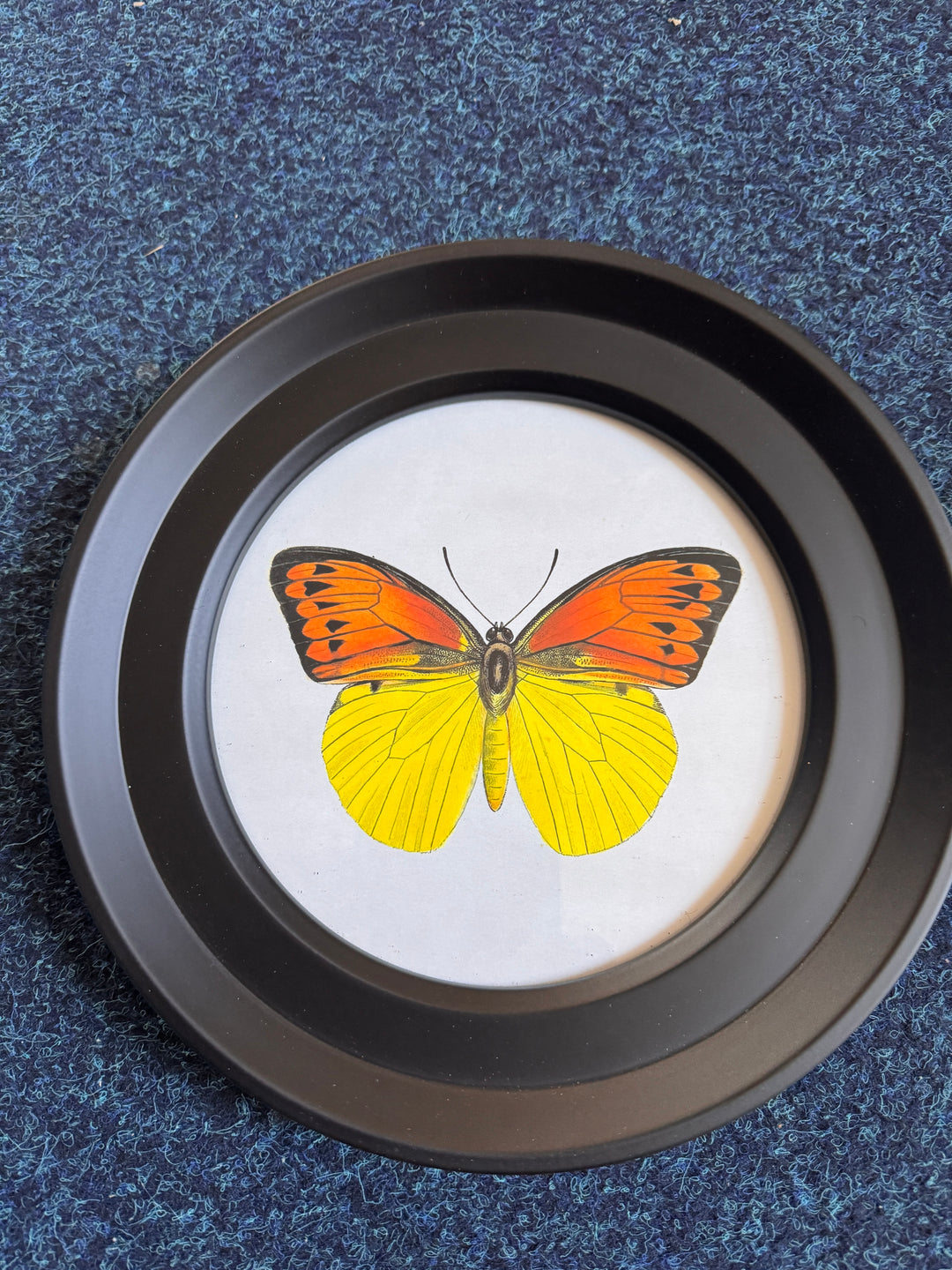 Butterflies In Round Frame FF (Cancelled Order) - TheArtistsQuarter