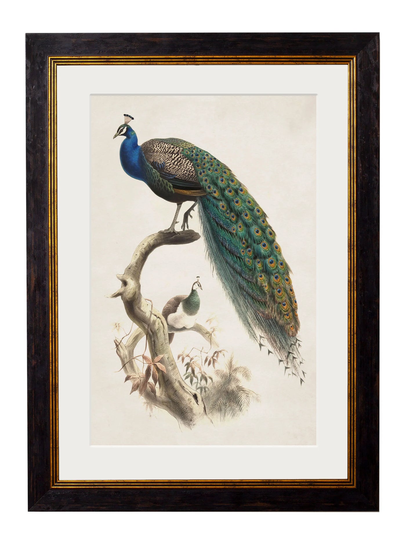 c.1800's Indian Blue Peacock - TheArtistsQuarter