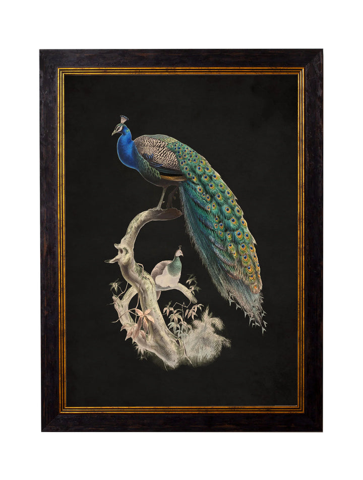 c.1847 Peacocks Dark - TheArtistsQuarter