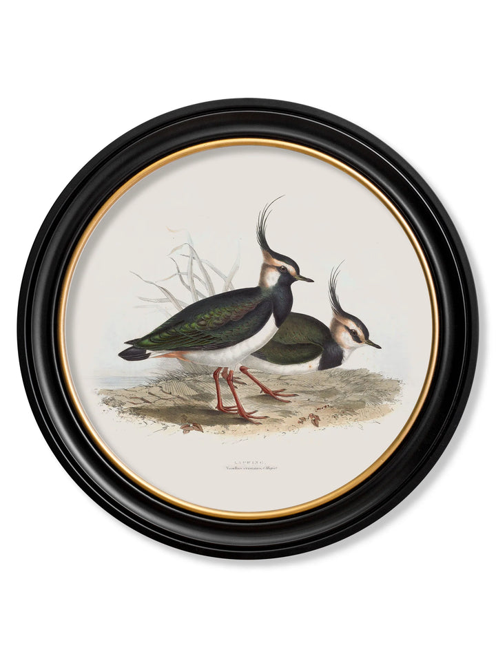 c.1837's British Coastal Birds - Round - TheArtistsQuarter