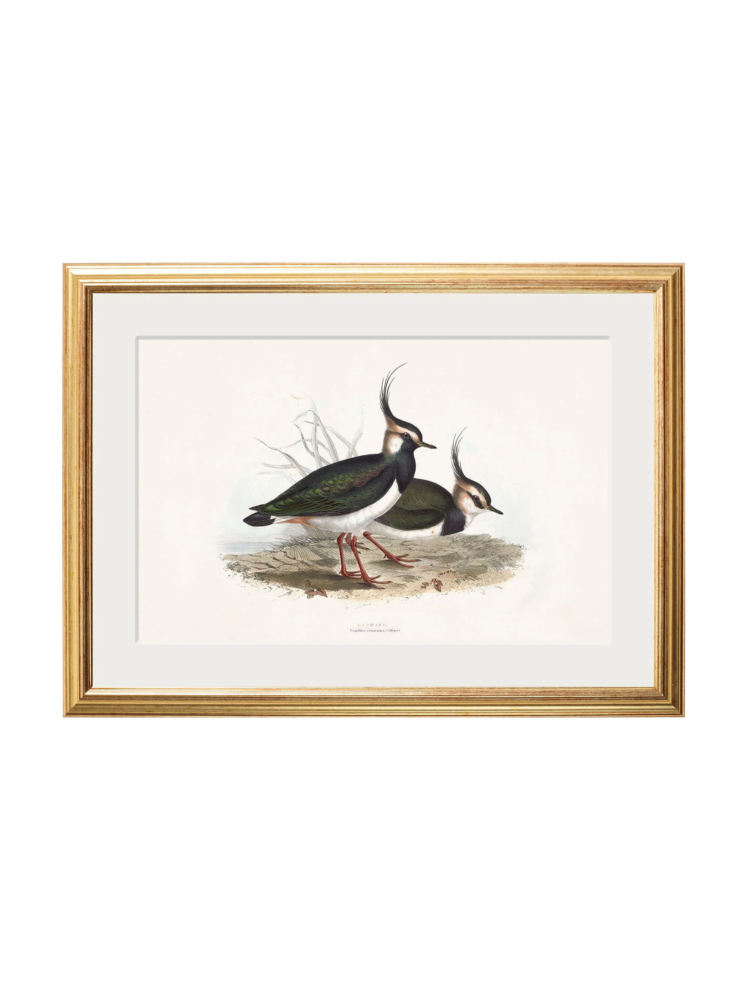 c.1837's British Coastal Birds - TheArtistsQuarter