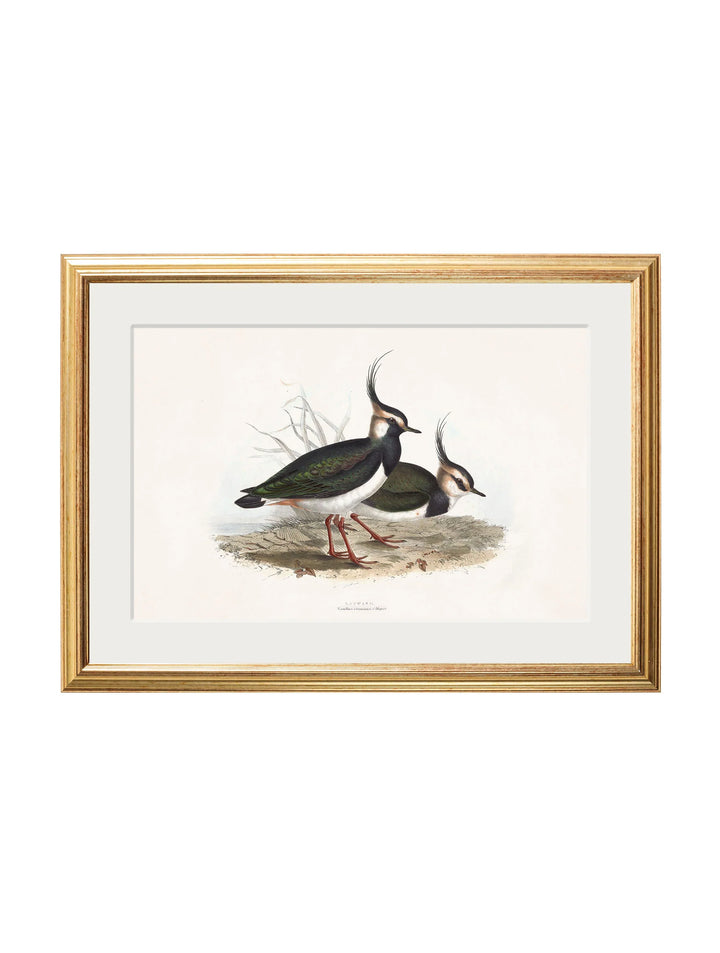 c.1837's British Coastal Birds - TheArtistsQuarter