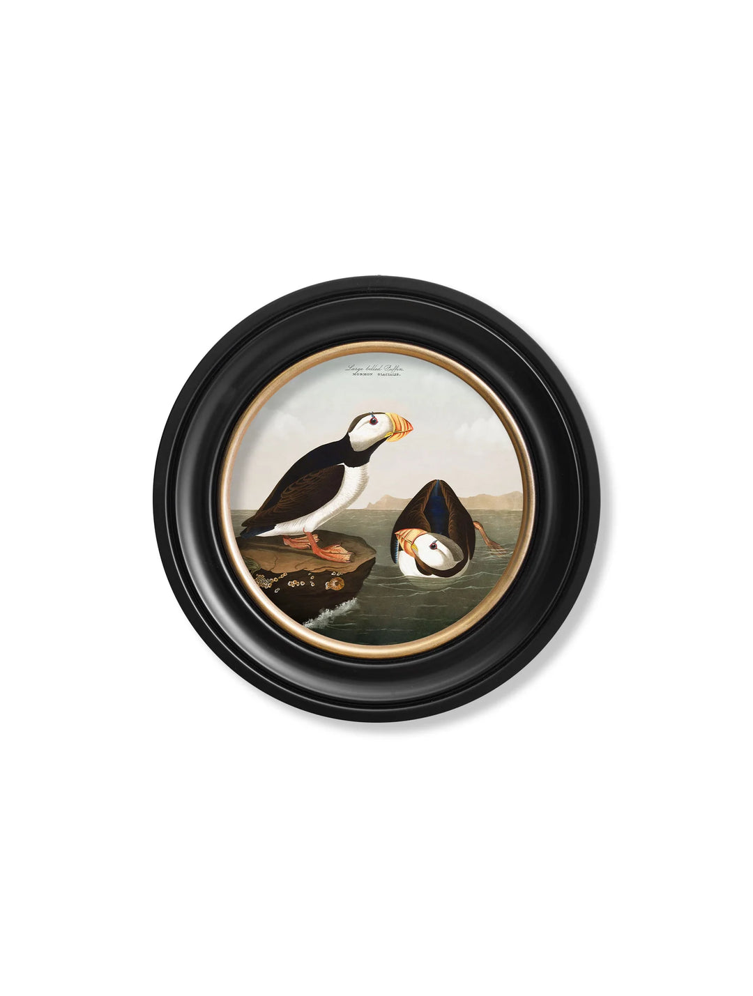 c.1838 Audubon's Puffins - Round Frame - TheArtistsQuarter