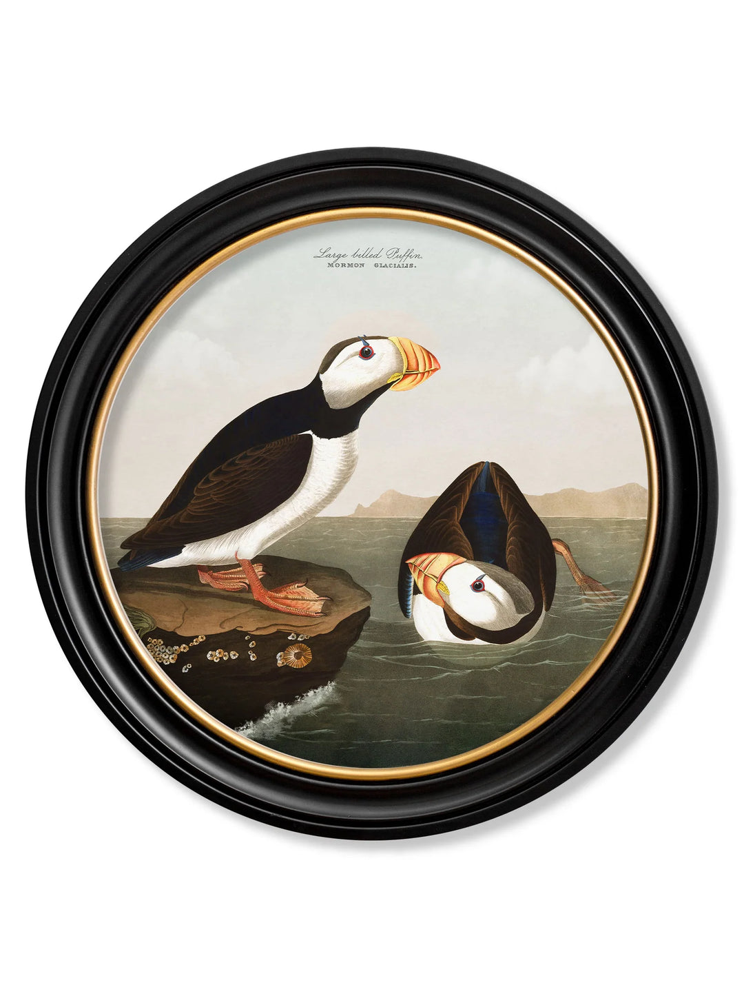 c.1838 Audubon's Puffins - Round Frame - TheArtistsQuarter