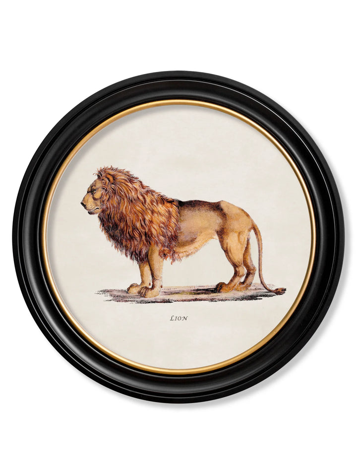 c.1800s Lion & Lioness - Round Frames - TheArtistsQuarter