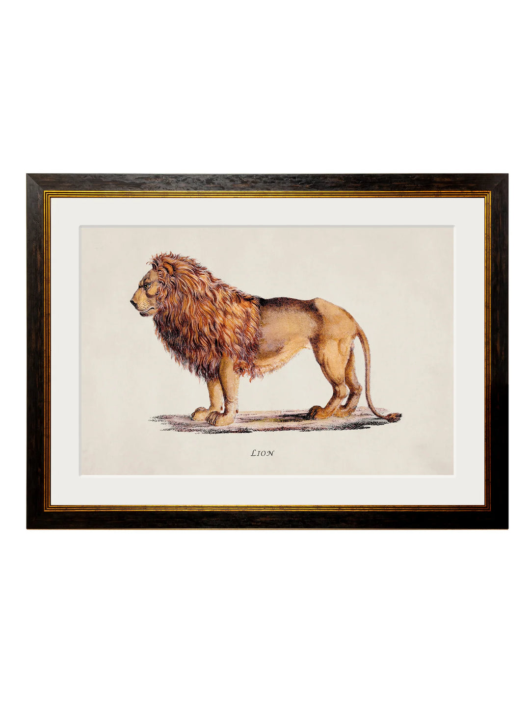 c.1800s Lion and Lioness - TheArtistsQuarter