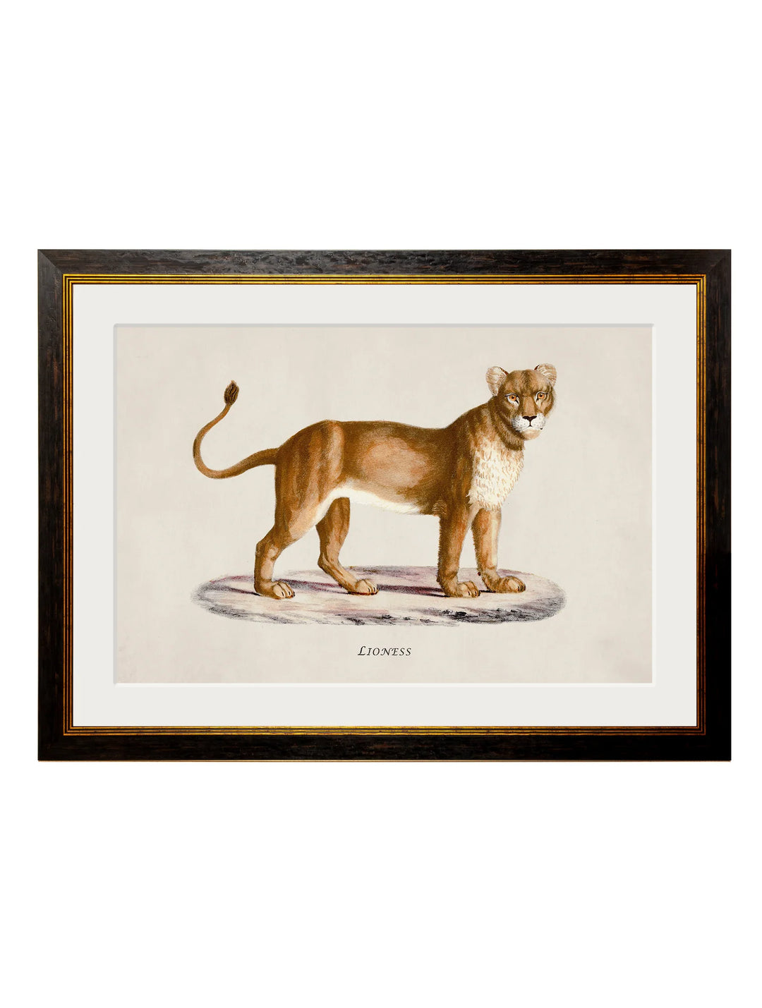 c.1800s Lion and Lioness - TheArtistsQuarter