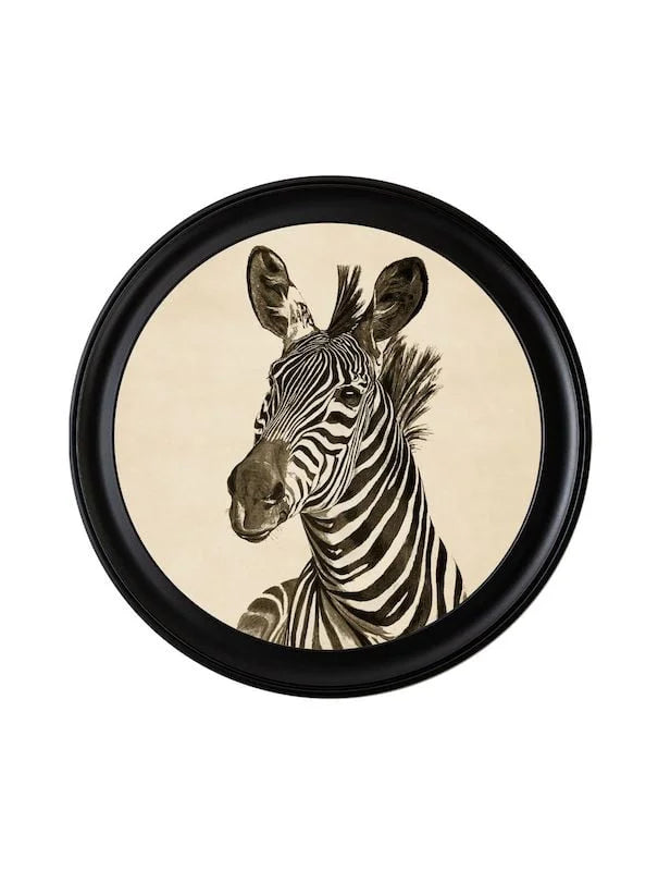 c1890 Zebra Illustrations in Round Frame