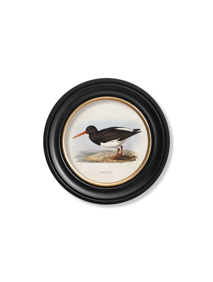 c.1837's British Coastal Birds - Round - TheArtistsQuarter