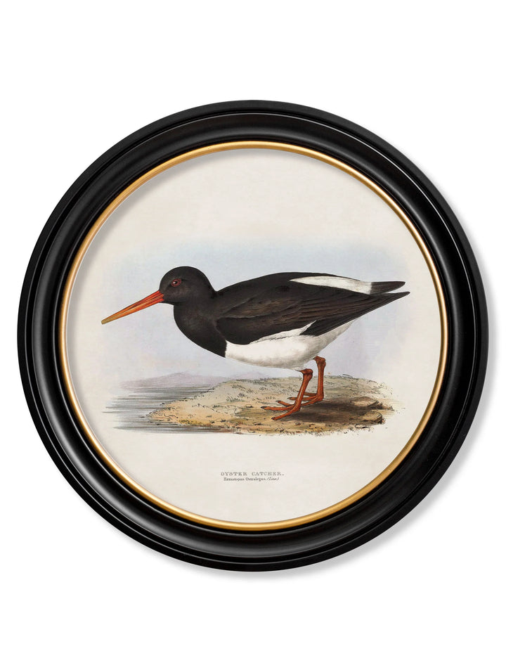 c.1837's British Coastal Birds - Round - TheArtistsQuarter