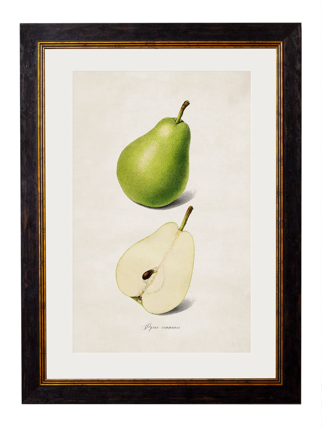 c.1886 Studies of Fruit - TheArtistsQuarter